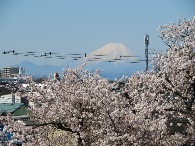 令和６年４月１０日 田子山富士の頂上から「霊峰富士」を遥拝